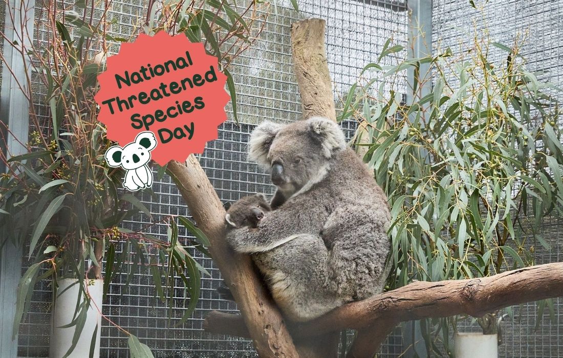 National Threatened Species Day: Could the koala be next?