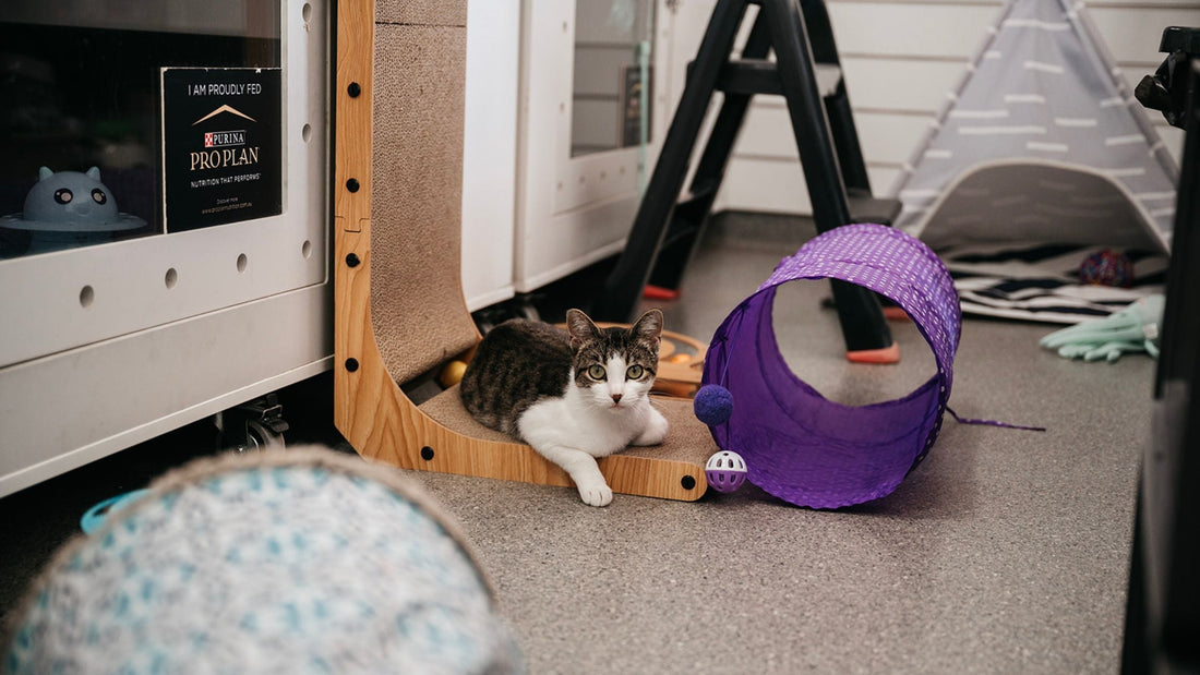 Helping a Shy Cat Settle In:  A Gentle Guide for Welcoming a New Feline Friend