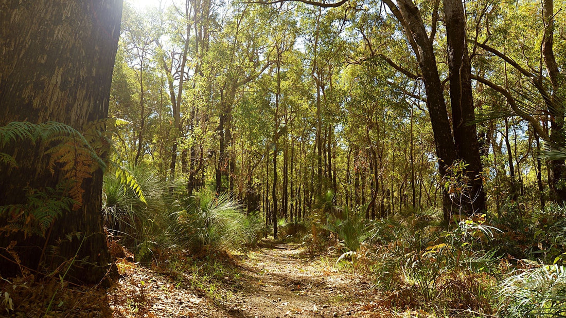 Do One Thing For Forests: Choose Recycled Toilet Paper This FSC Forest Week