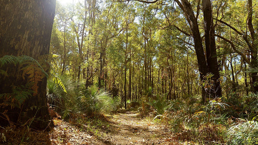 Do One Thing For Forests: Choose Recycled Toilet Paper This FSC Forest Week
