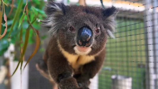 From Bush to Better: Helping Koalas & Echidnas Bounce Back