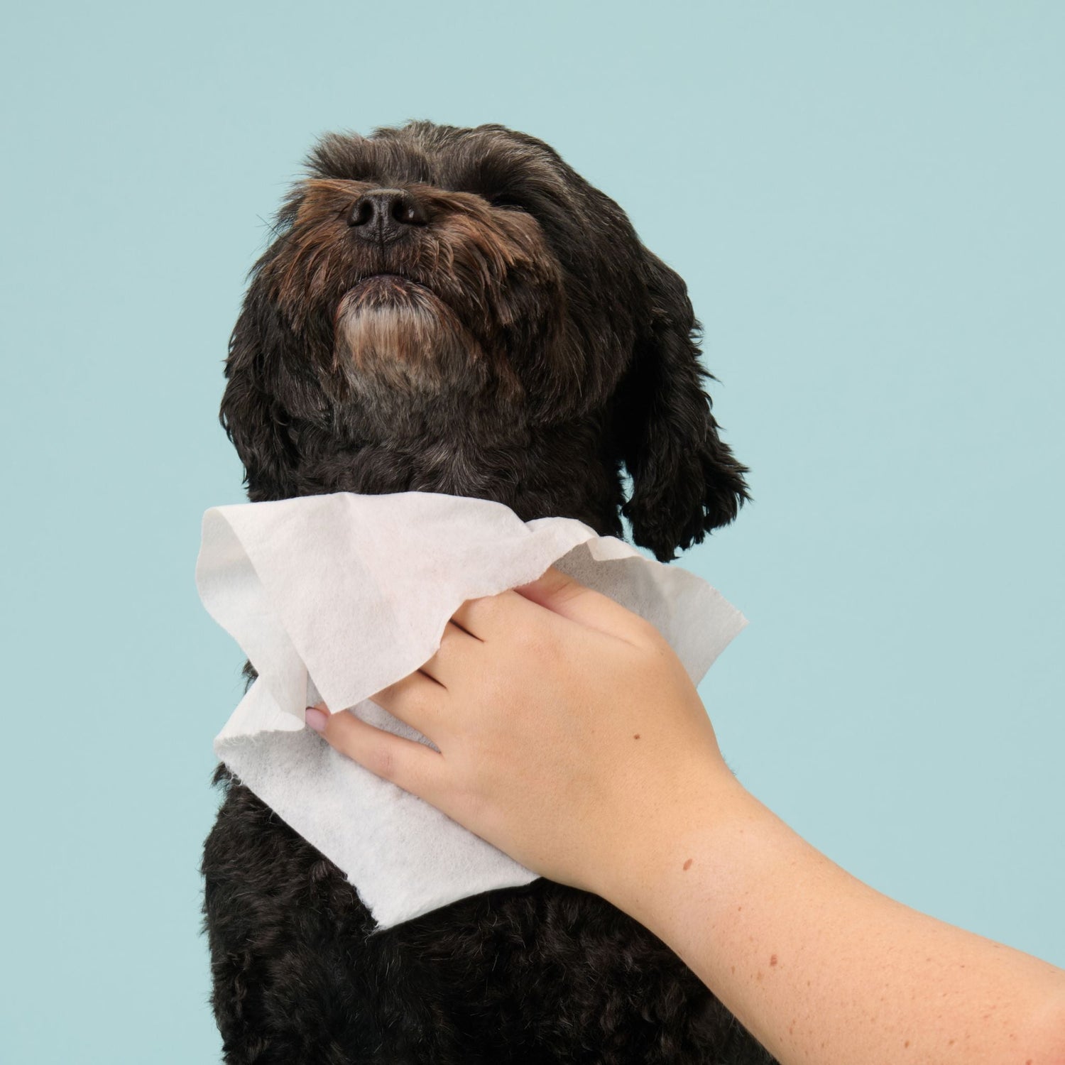Pet Products