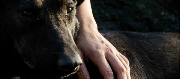 Best Friends Forever Rescue Illawarra