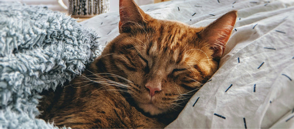 Canberra Pet Rescue