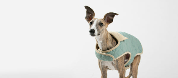 Greyt Greys Rescue