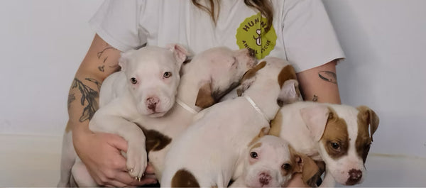Humane Animal Rescue