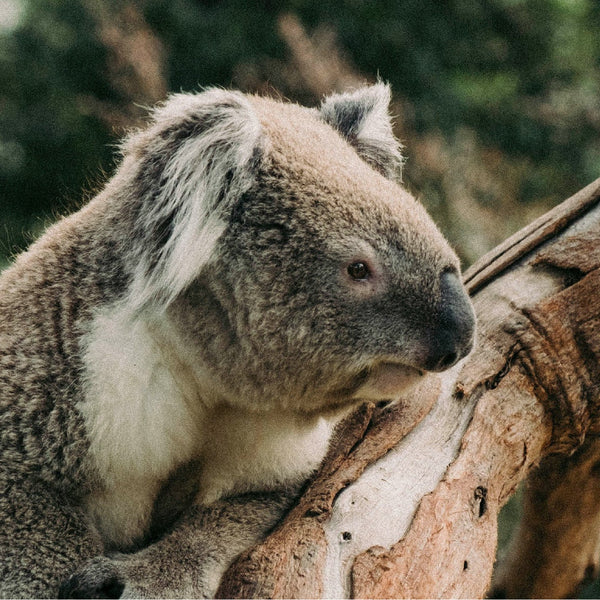 Southern Koala & Echidna Rescue