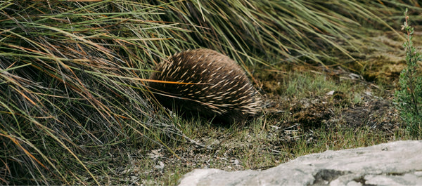 Wildlife SEQ