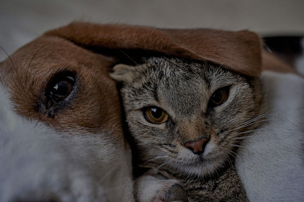 Australian Pet Welfare Foundation