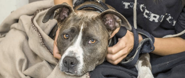 Pets of the Homeless